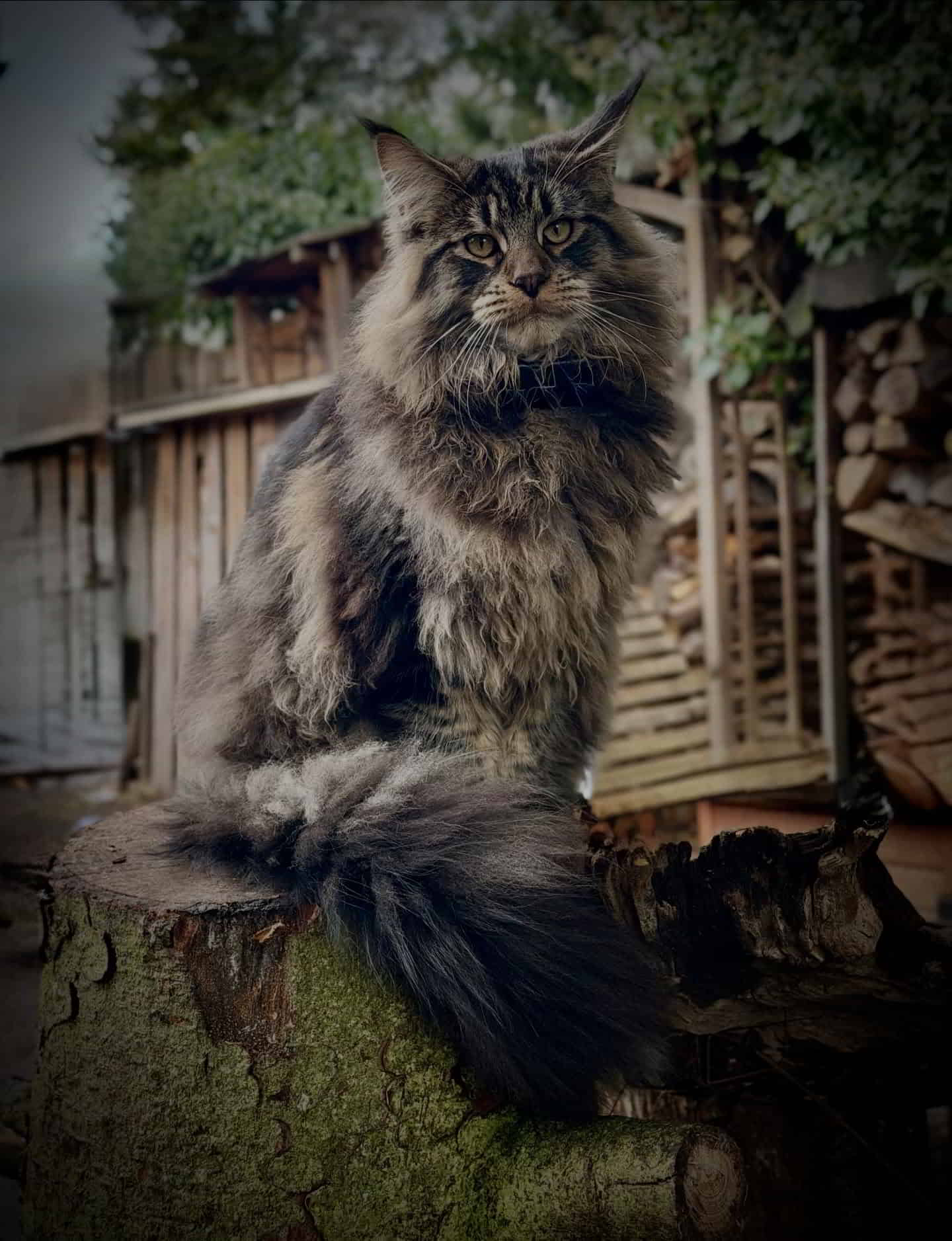 Enzo ist jetzt 8 Monate alt 💗 und er wiegt 6750 g