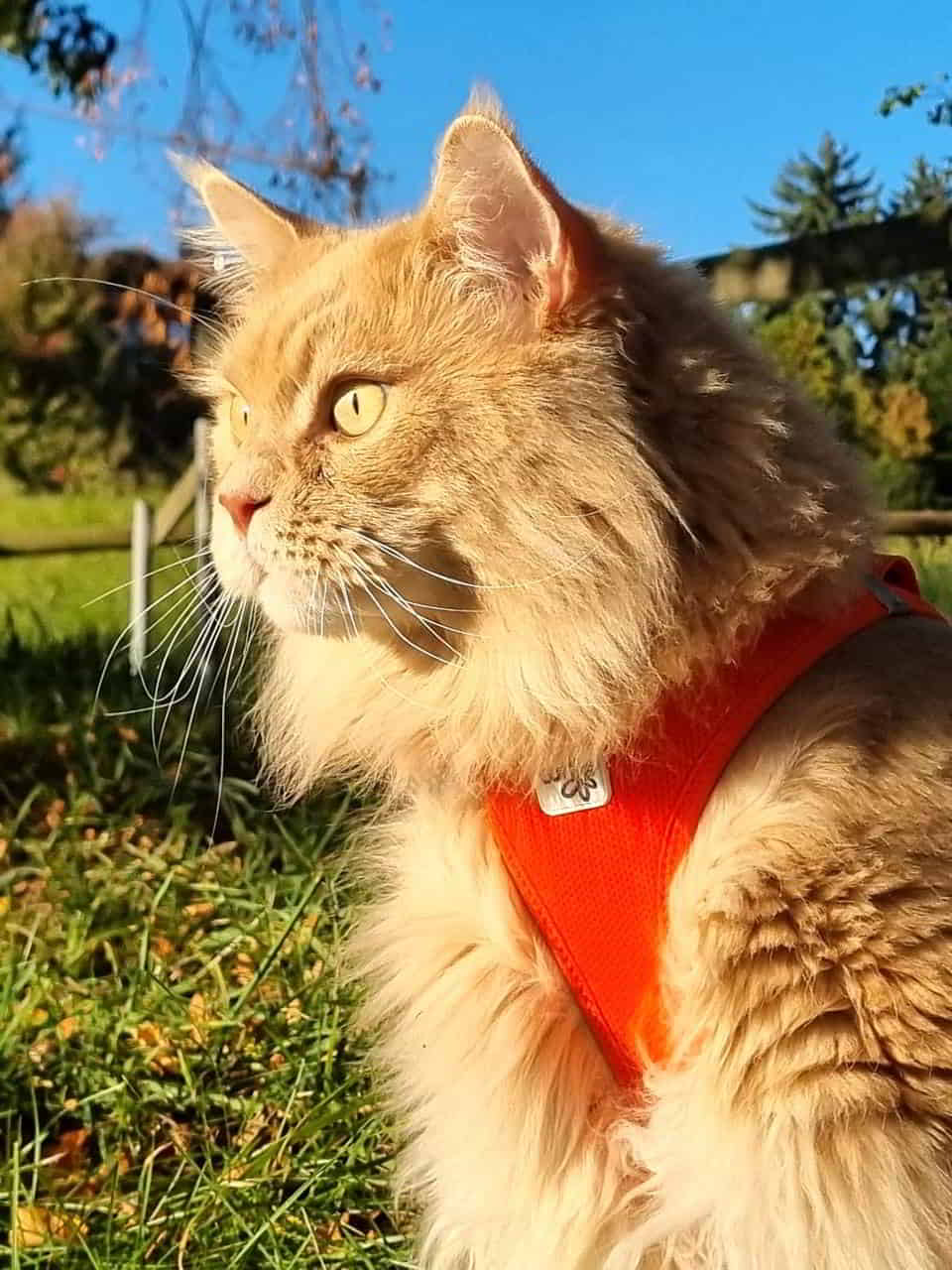 Happy Birthday Justus