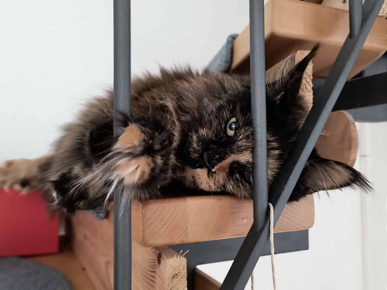 Jutta hängt auf der Treppe ab.