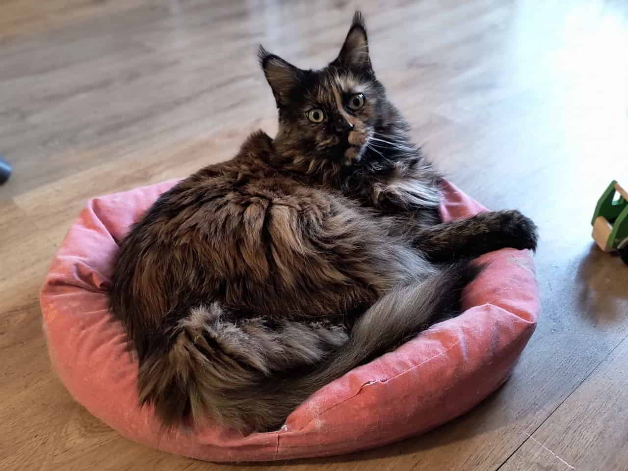 Mein süßer Ninja Jutta schickt Grüße raus