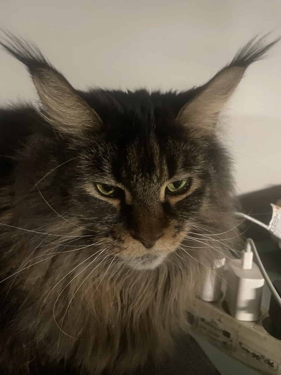 Nosferatu – Eine Symphonie des Grauens. Darky macht sich bettfertig. Schlaft gut.