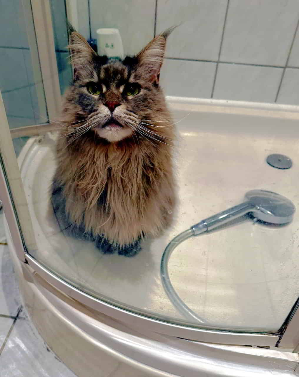 Queen Jada nimmt ein Bad