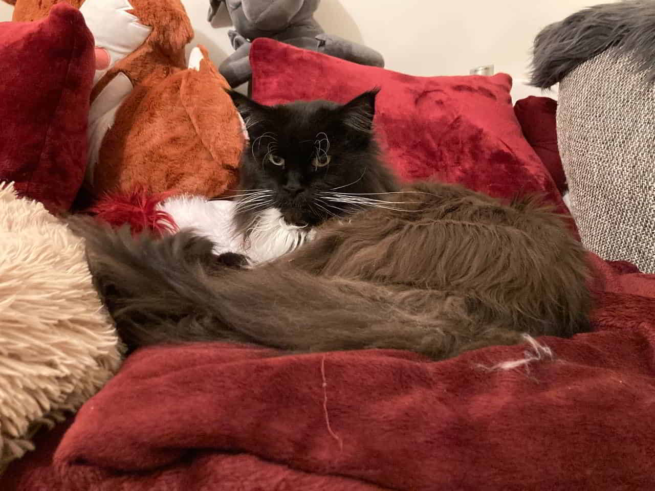 Quentin wünscht einen entspannten Sonntagabend