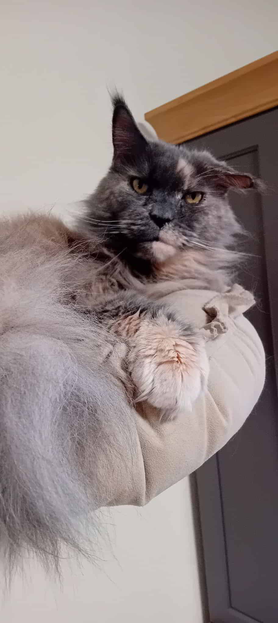 Yoko 10 Jahre unsere kleine Zicke