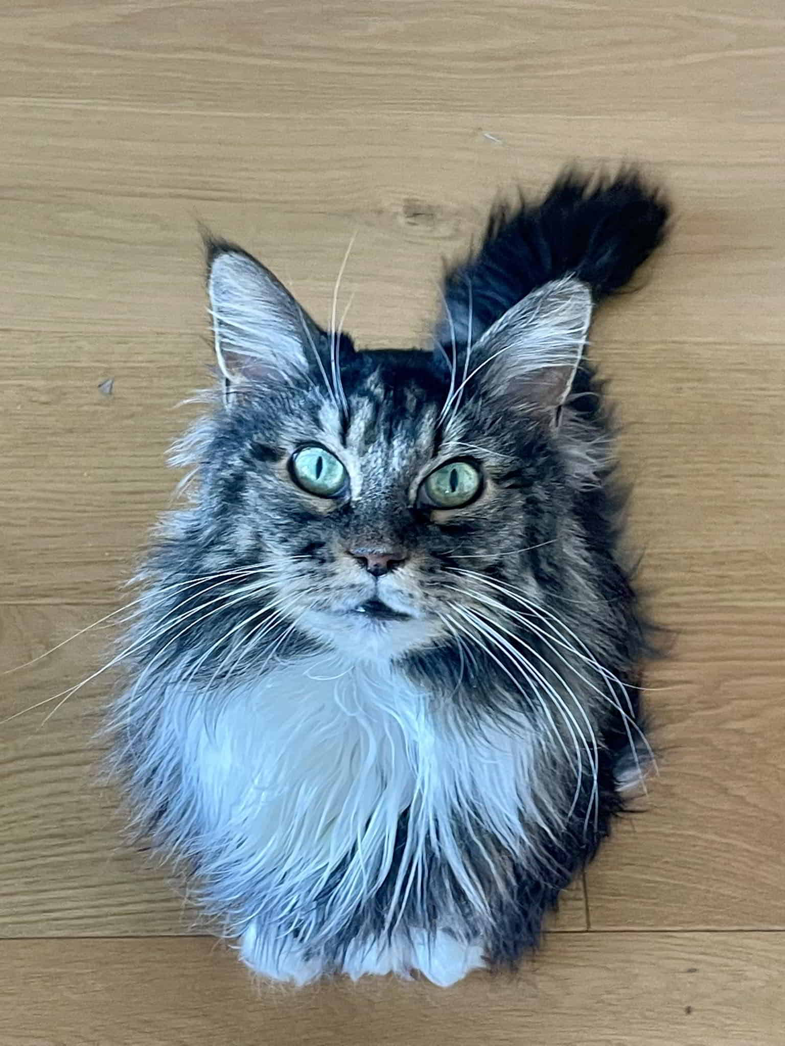 bezaubernde Maika 14 Jahre alt