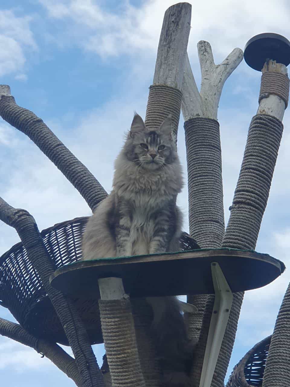 Franny oben auf ihrem Baum