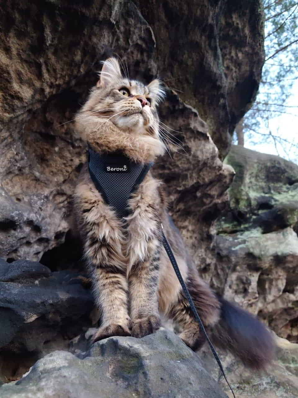 Benny wünscht allen ein schönes Wochenende 🐈⛰ Benny wünscht allen ein schönes Wochenende 🐈⛰