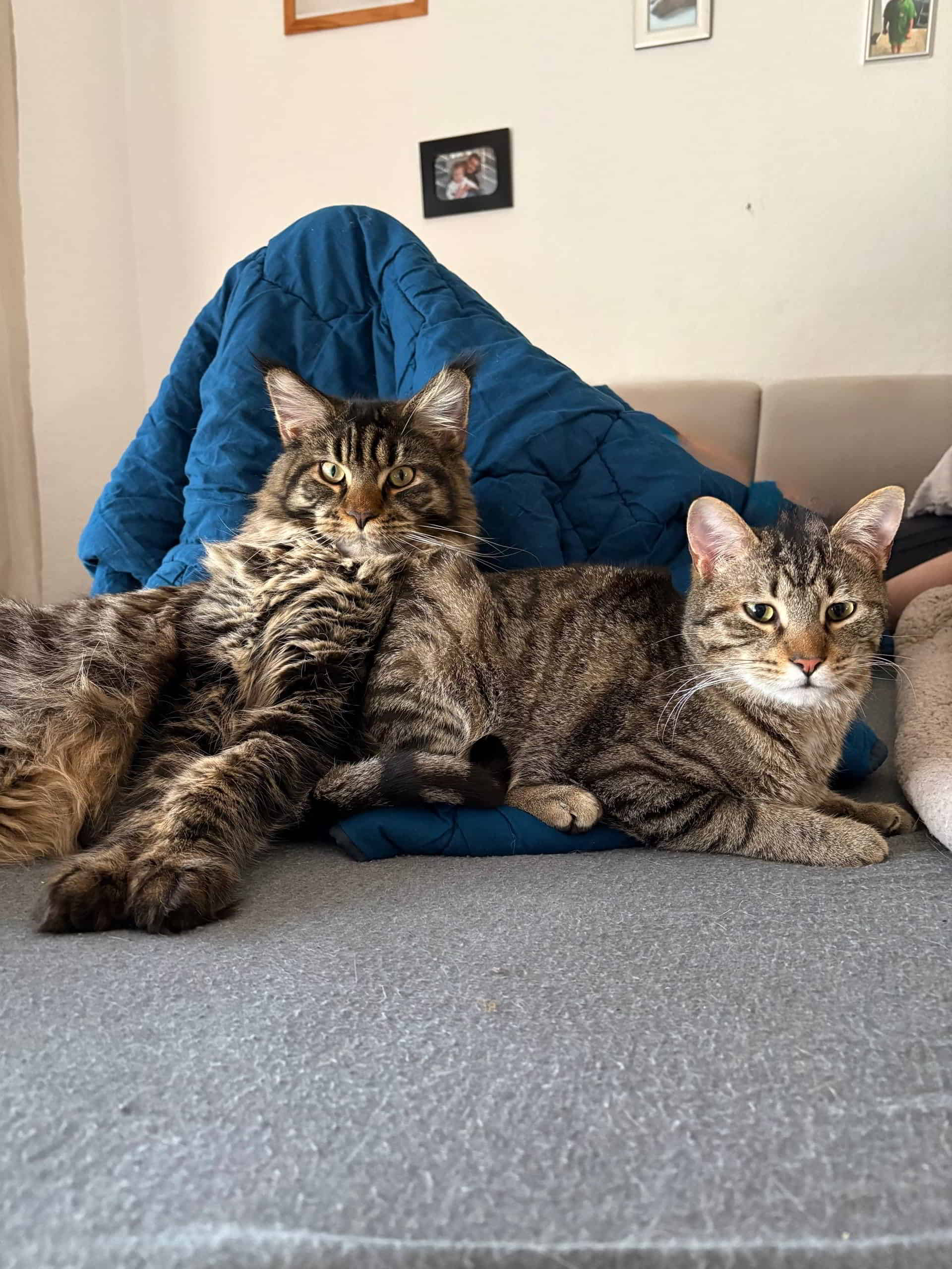 Bobbie of MCC mit Kumpel Tigro Bobbie of MCC mit Kumpel Tigro