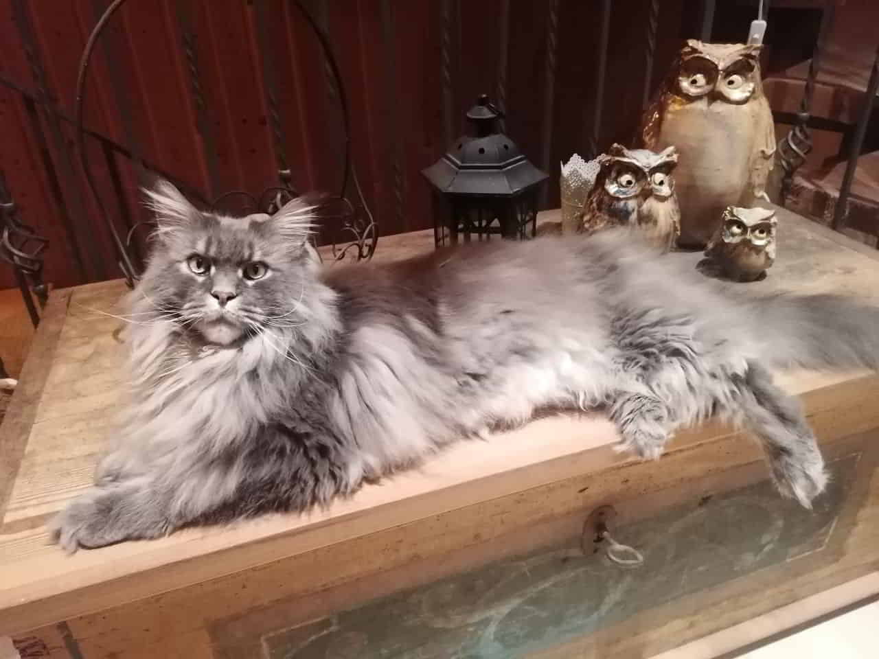 Buddy Jr. of Maine Coon Castle Buddy Jr. of Maine Coon Castle