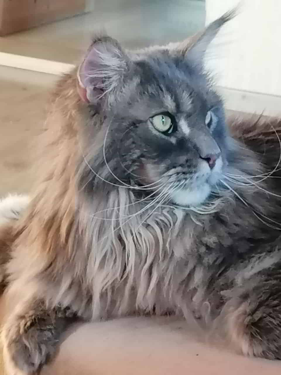 Buddy Jun Happy Birthday zum 3. Geburtstag mein Süßer. 🍀🎉🍀 Buddy Jun Happy Birthday zum 3. Geburtstag mein Süßer. 🍀🎉🍀