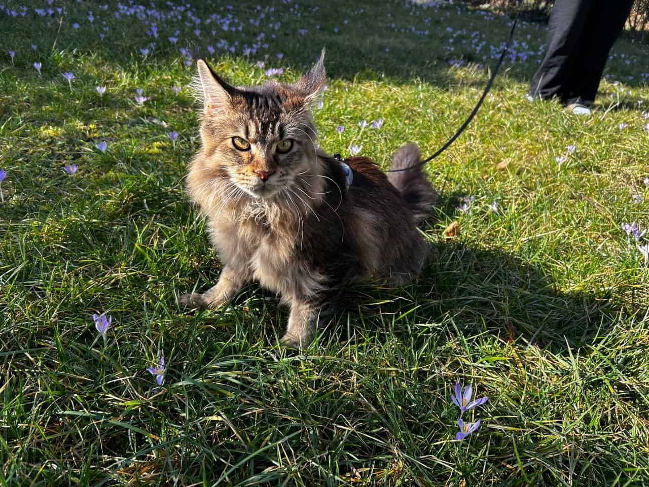 Carlo hat Ausgang.. Carlo hat Ausgang..