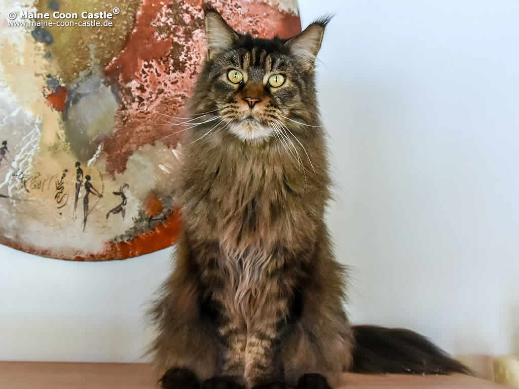 Chico 5 Jahre und 1 Monat alt Chico 5 Jahre und 1 Monat alt