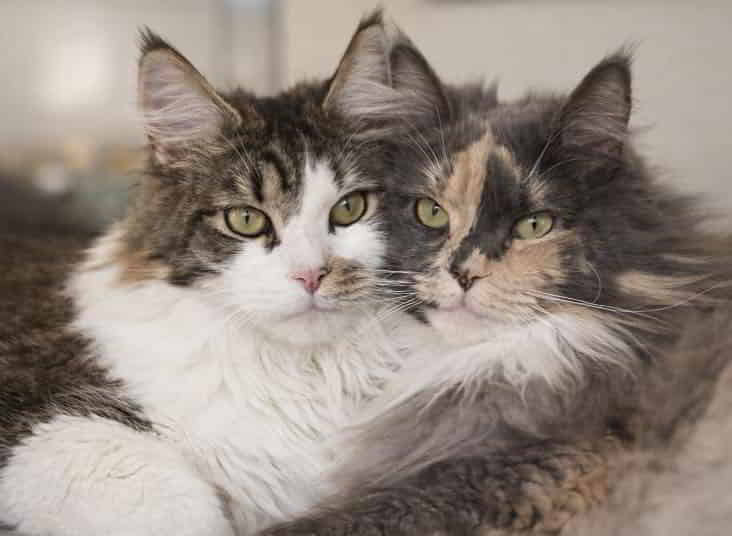 Colin und Queen Mary ❤️🐈🐈❤️ Colin und Queen Mary ❤️🐈🐈❤️