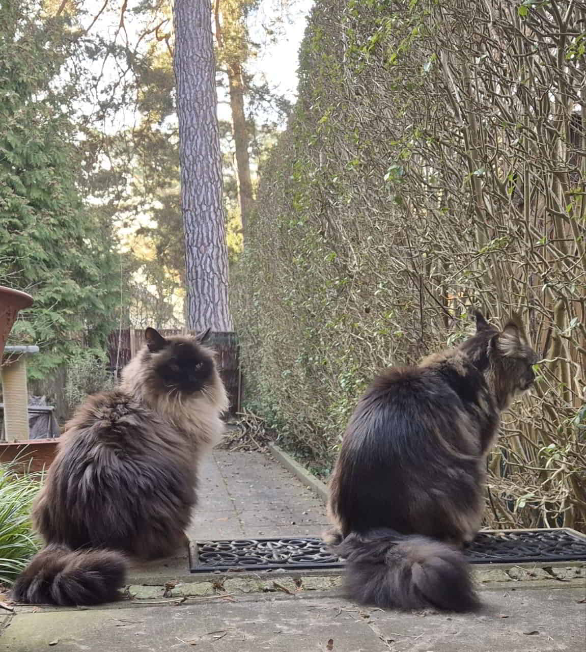 Crimson (Neva Masquarade) und Haris…was für ein Grössenunterschied inzwischen🙈😳🥹 Crimson (Neva Masquarade) und Haris...was für ein Grössenunterschied inzwischen🙈😳🥹