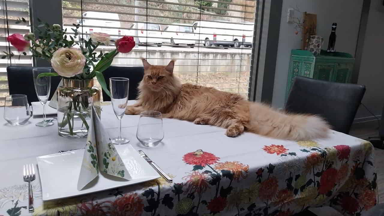 Dave Gibt es schöneren Tischschmuck Dave Gibt es schöneren Tischschmuck