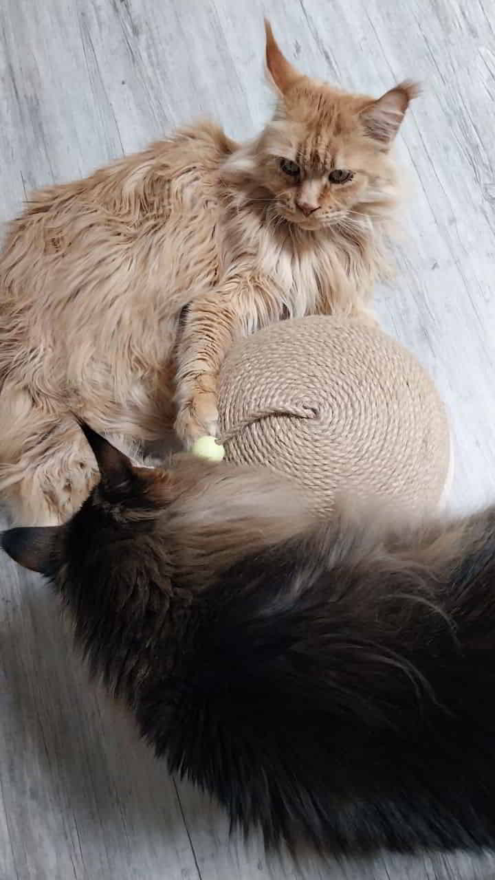 Dave Neues Spielzeug Dave Neues Spielzeug