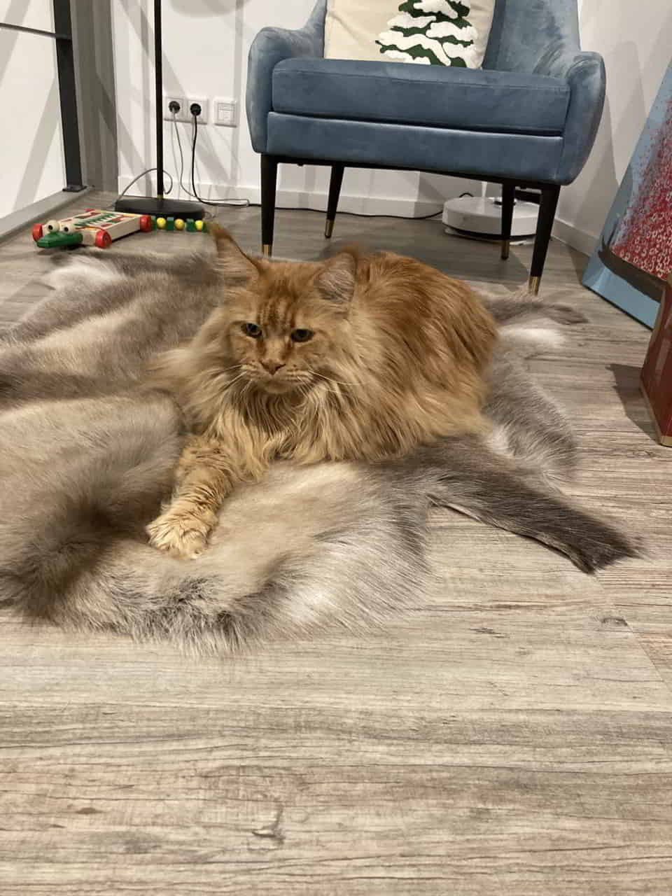 Dave ist eine Nutzkatze. Bitte nicht stören 🤣 Dave ist eine Nutzkatze. Bitte nicht stören 🤣