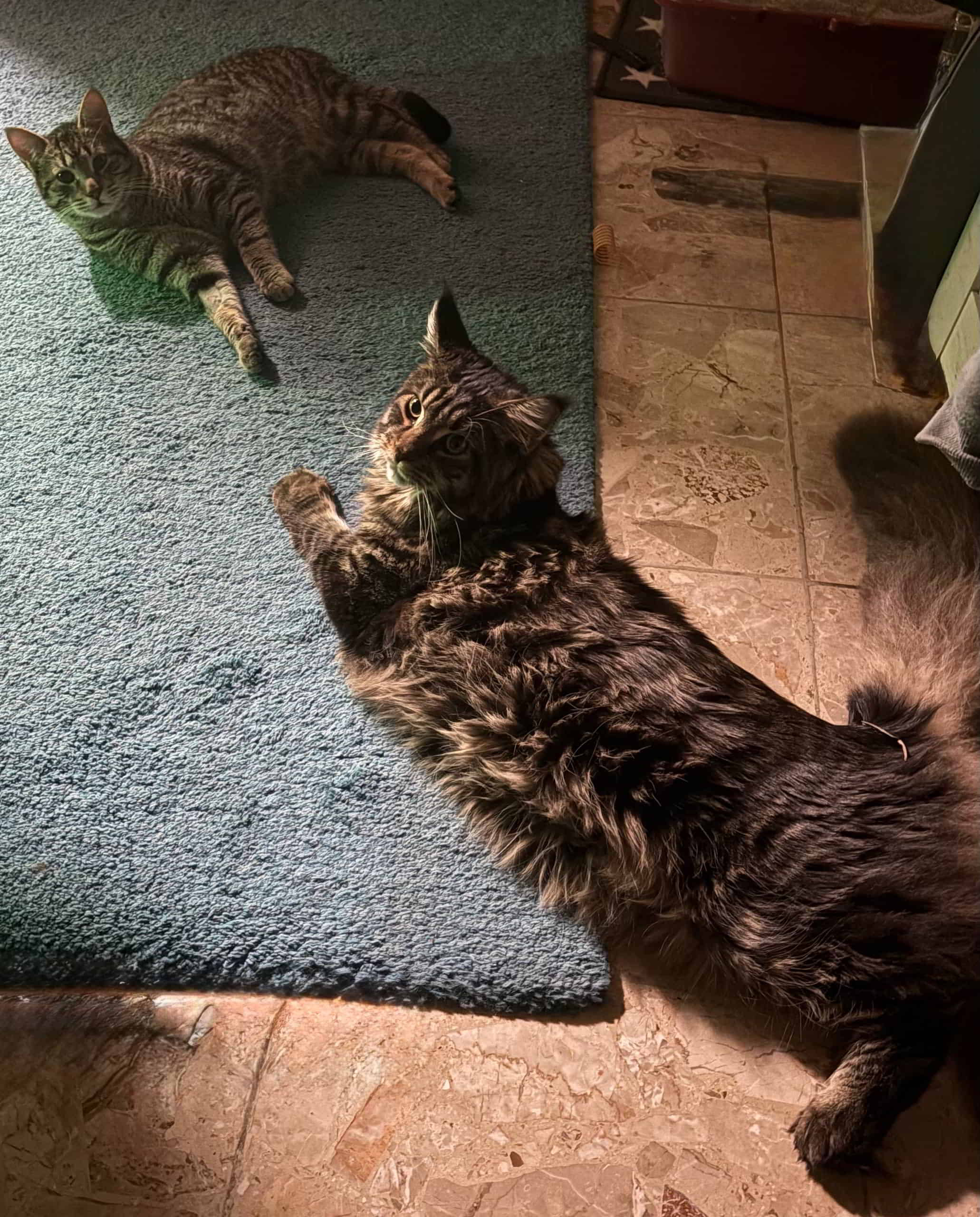 David gegen Goliath David gegen Goliath