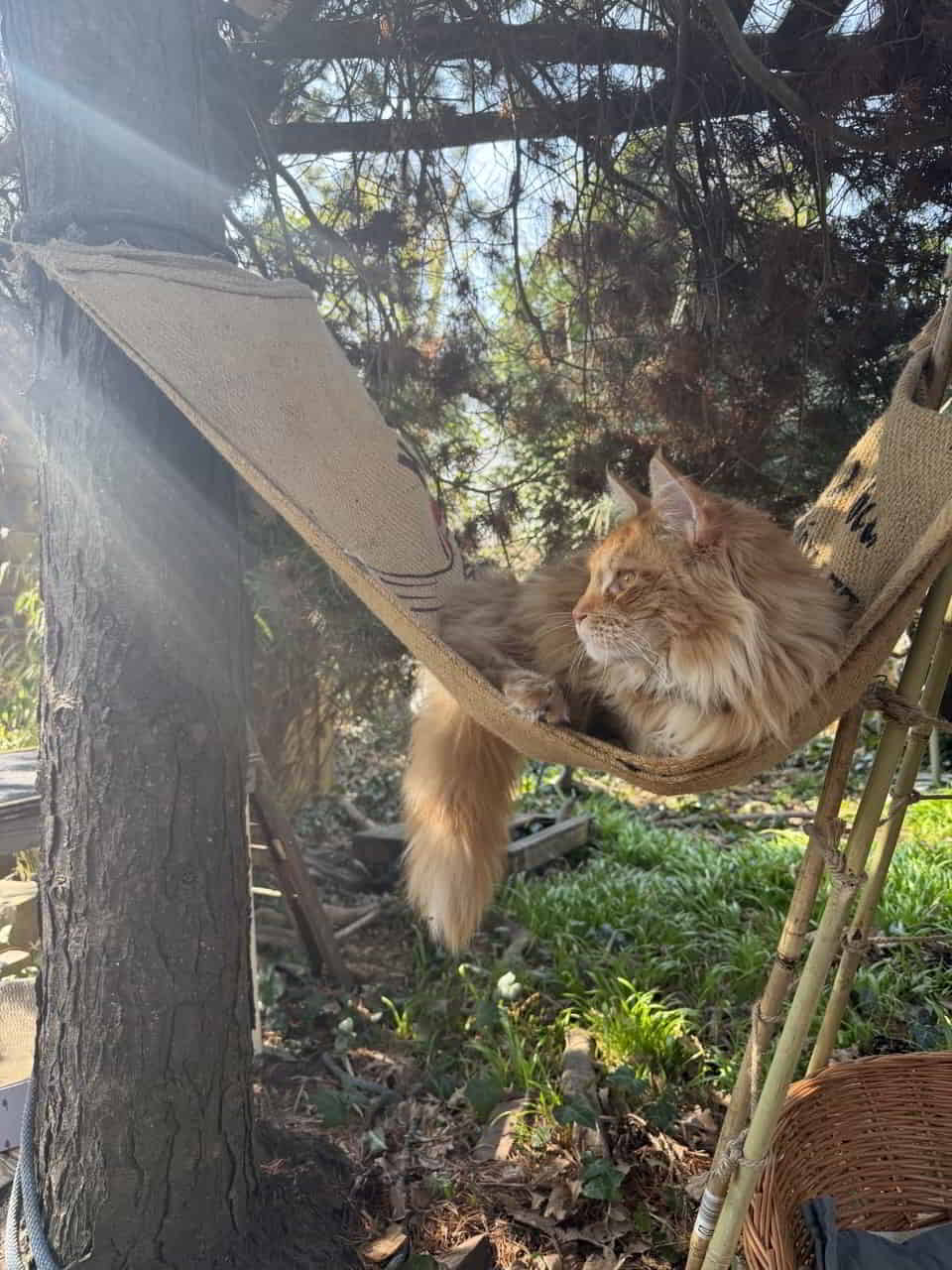 Dean chillt in der Hängematte Dean chillt in der Hängematte