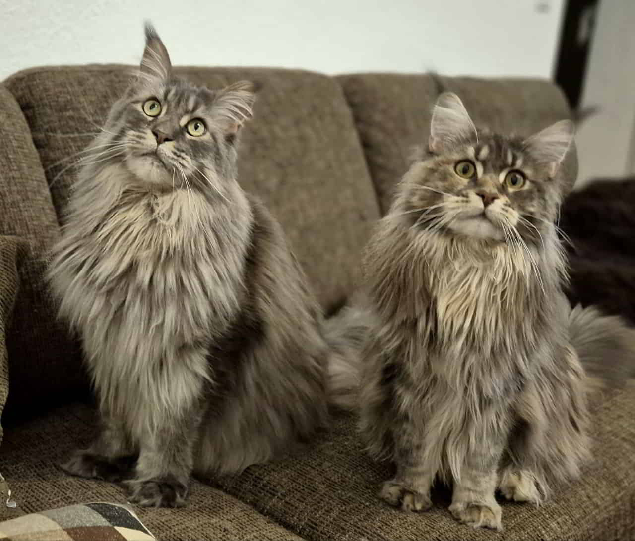 Die erste Motte im Wohnzimmer…😂 Die erste Motte im Wohnzimmer...😂