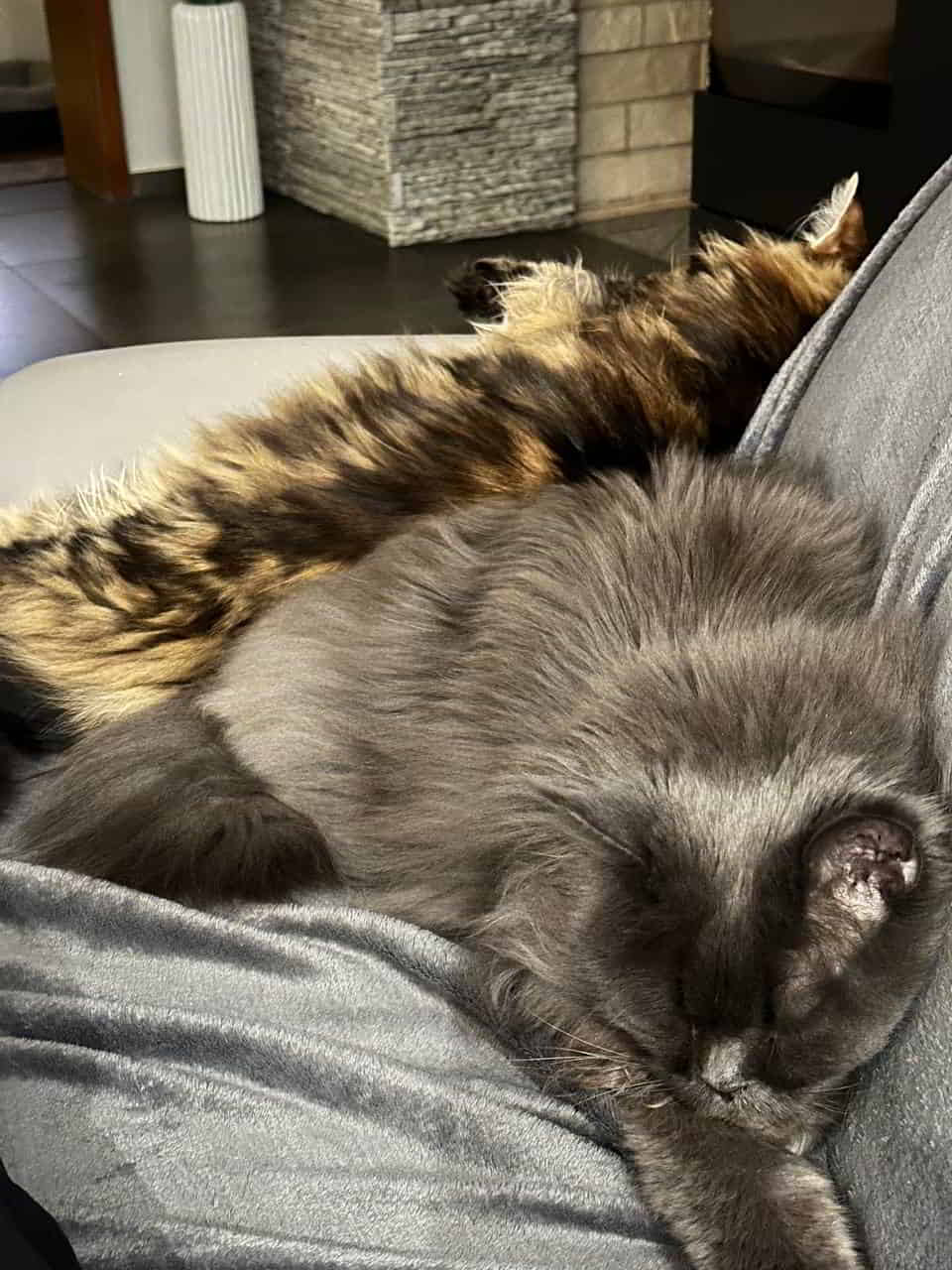 Ein Herz und eine Seele. 😻Liebe Grüße und allen einen schönen Abend wünschen Nicky 11Jahre 7,2kg und Dylan 9 Monate 6,3kg Ein Herz und eine Seele. 😻Liebe Grüße und allen einen schönen Abend wünschen Nicky 11Jahre 7,2kg und Dylan 9 Monate 6,3kg