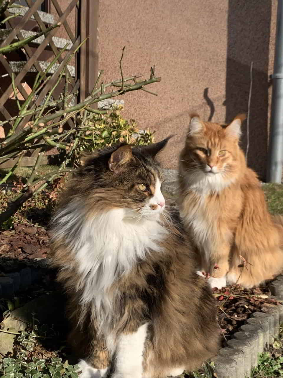 Einen wunderschönen Montag wünschen Euch Dean, Eddie und Molly. Einen wunderschönen Montag wünschen Euch Dean, Eddie und Molly.