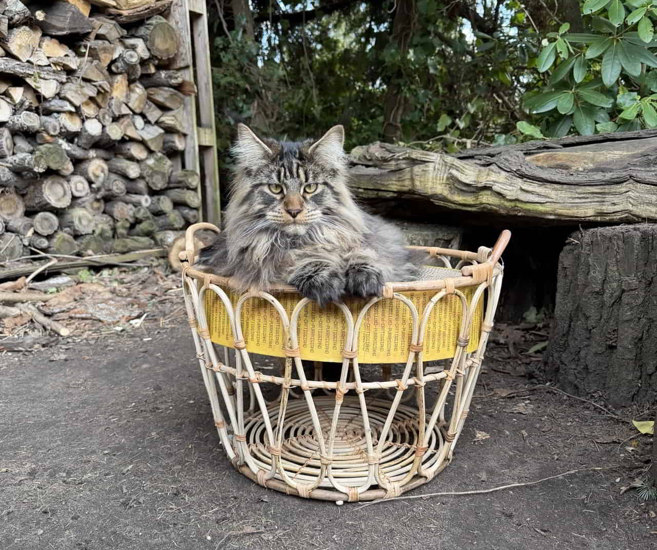 Enzo in Kombination mit einem Ikeakorb 😺 Enzo in Kombination mit einem Ikeakorb 😺