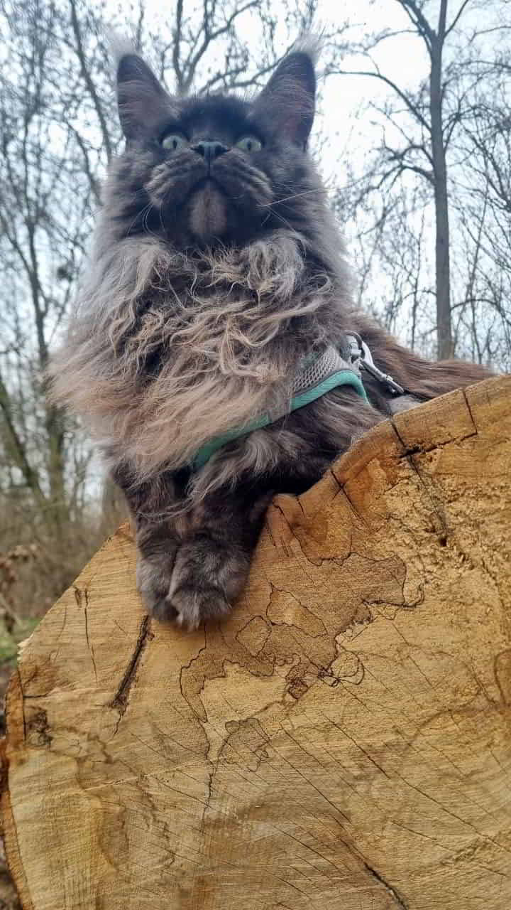 Franka als Model Franka als Model