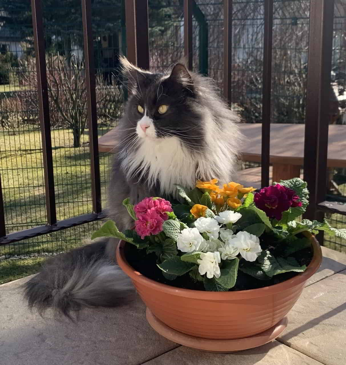 Frühjahrsdeko Kätzchen mit Blümchen Frühjahrsdeko Kätzchen mit Blümchen