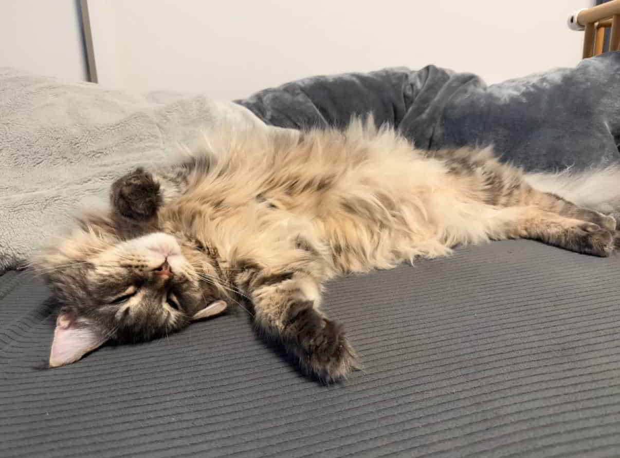 Genießt das Wochenende und lasst euch verwöhnen 🐱 Genießt das Wochenende und lasst euch verwöhnen 🐱