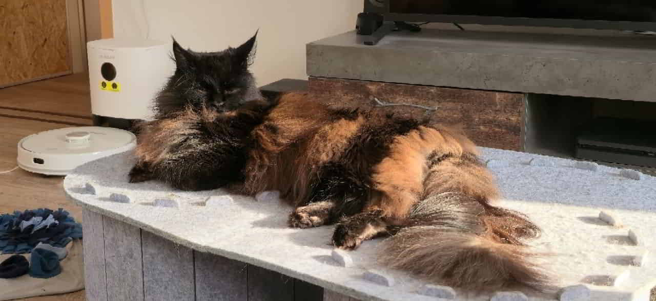 Guten Morgen, wünscht Mara. 💫 Guten Morgen, wünscht Mara. 💫