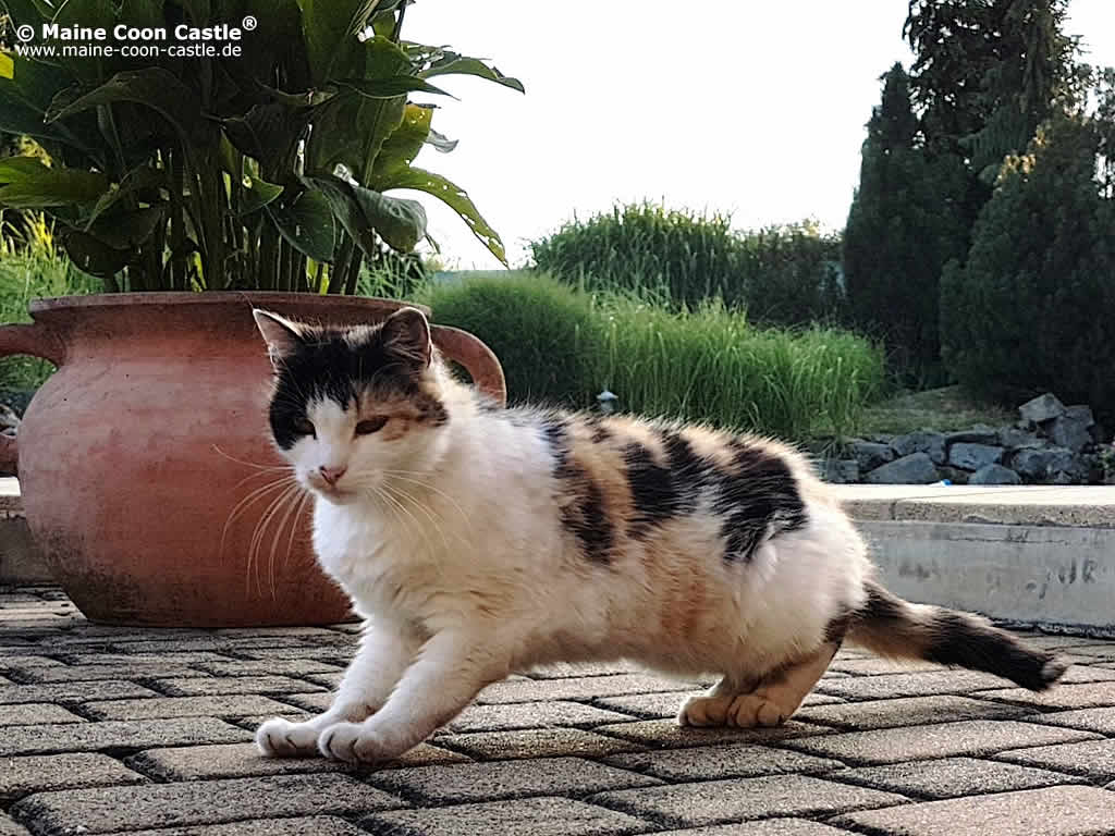 Hauskatze Luzi Zierz Hauskatze Luzi Zierz