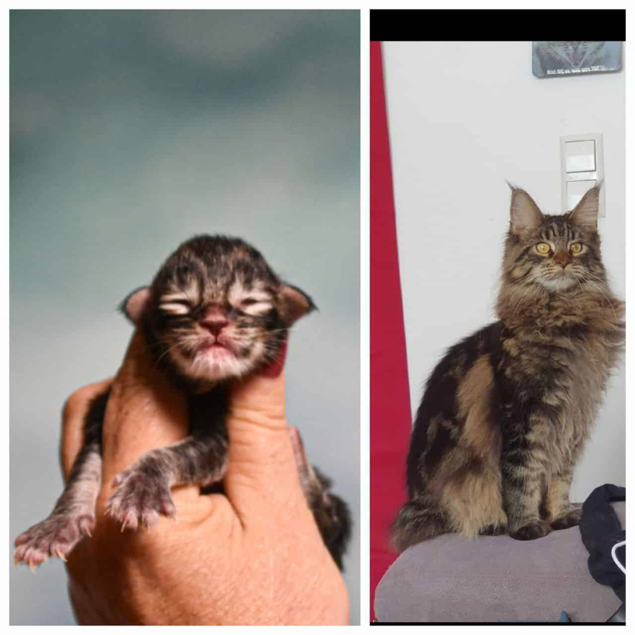 Heute vor genau 9 Monaten und 3 Stunden habe ich mich in meine kleine Grinsebacke Prinz Easy of MCC verliebt 😍 Heute vor genau 9 Monaten und 3 Stunden habe ich mich in meine kleine Grinsebacke Prinz Easy of MCC verliebt 😍