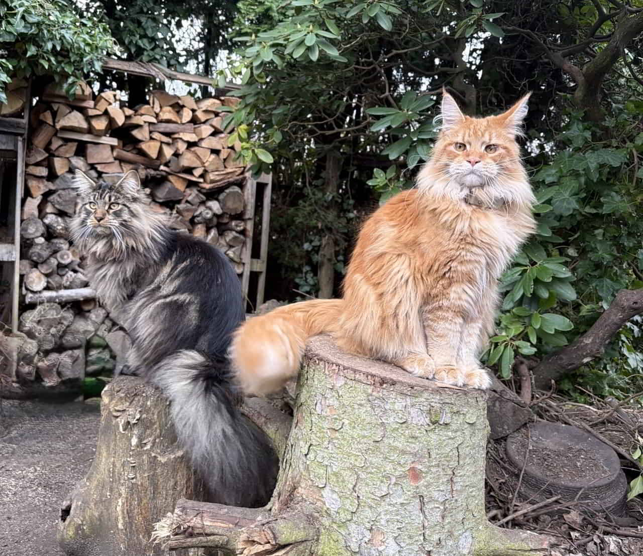 Heute wurde mal wieder gewogen. ❤️ Enzo 7365g, Dean 7168g Heute wurde mal wieder gewogen. ❤️ Enzo 7365g, Dean 7168g