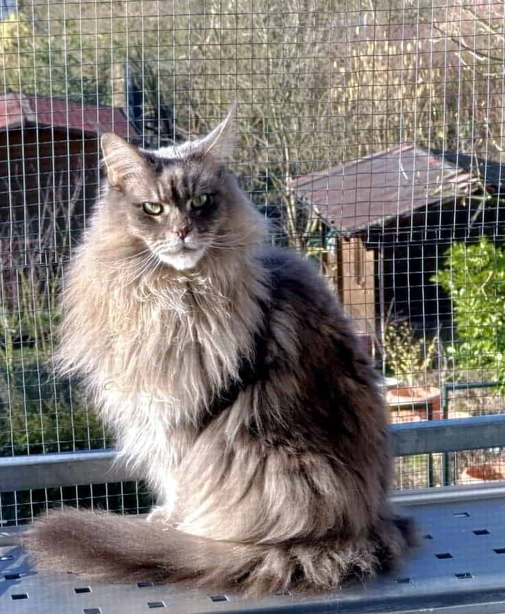 Jada genießt die Frühlingssonne Jada genießt die Frühlingssonne