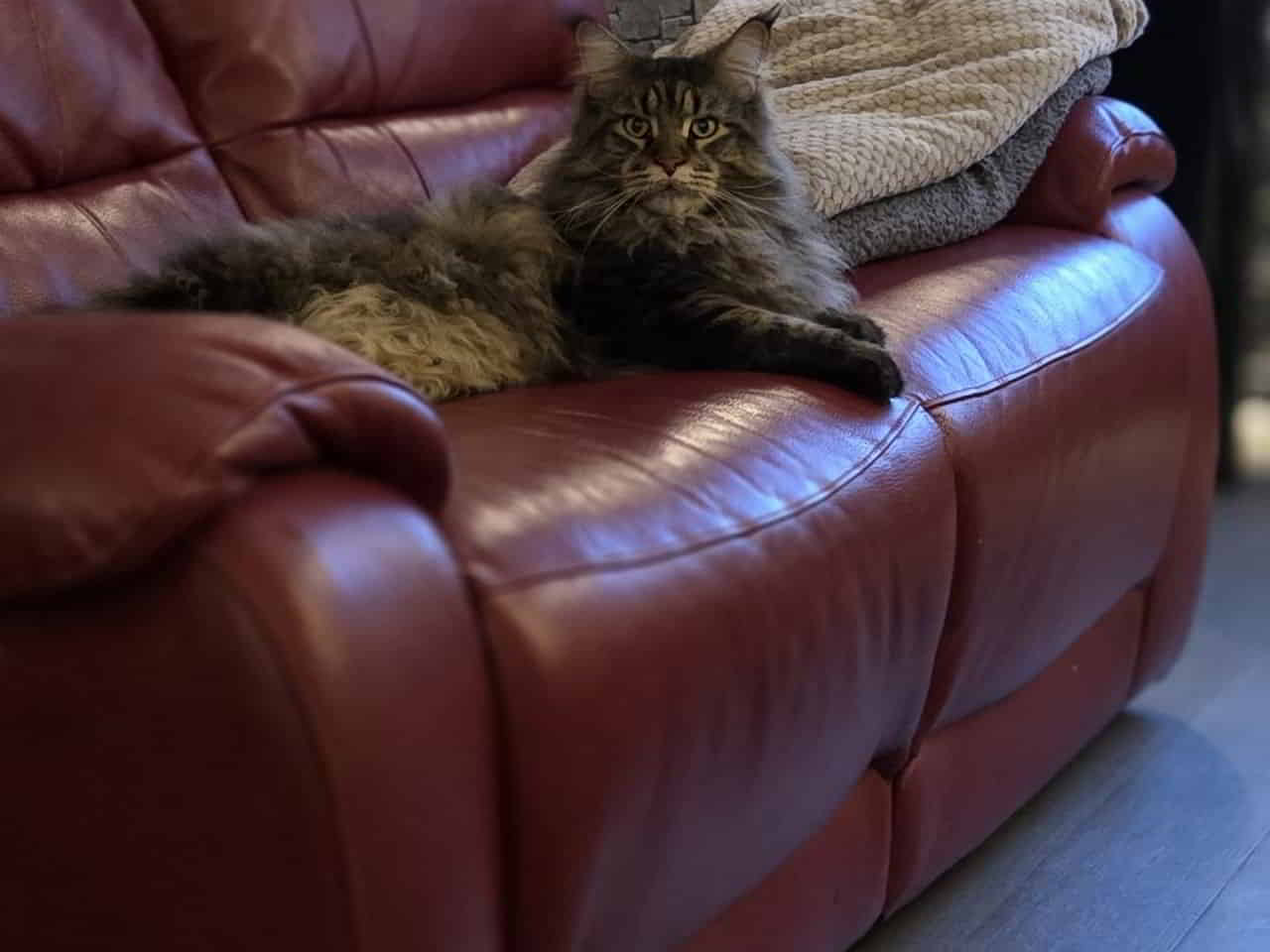 Jetzt ist es endlich meine Couch.😂 Jetzt ist es endlich meine Couch.😂