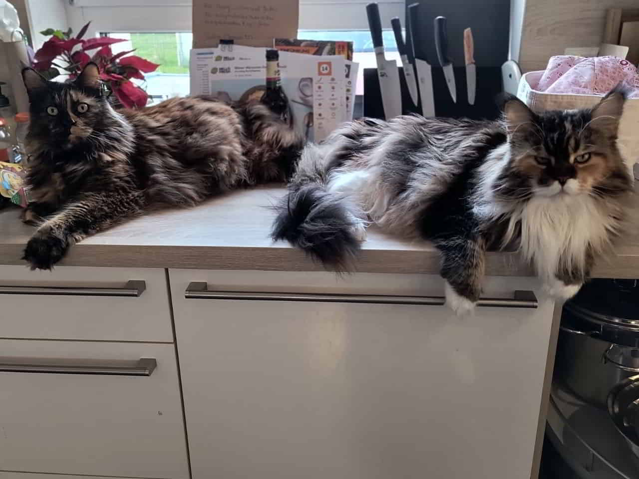 Jutta & Wilma Tochter mit Mutter Jutta & Wilma Tochter mit Mutter