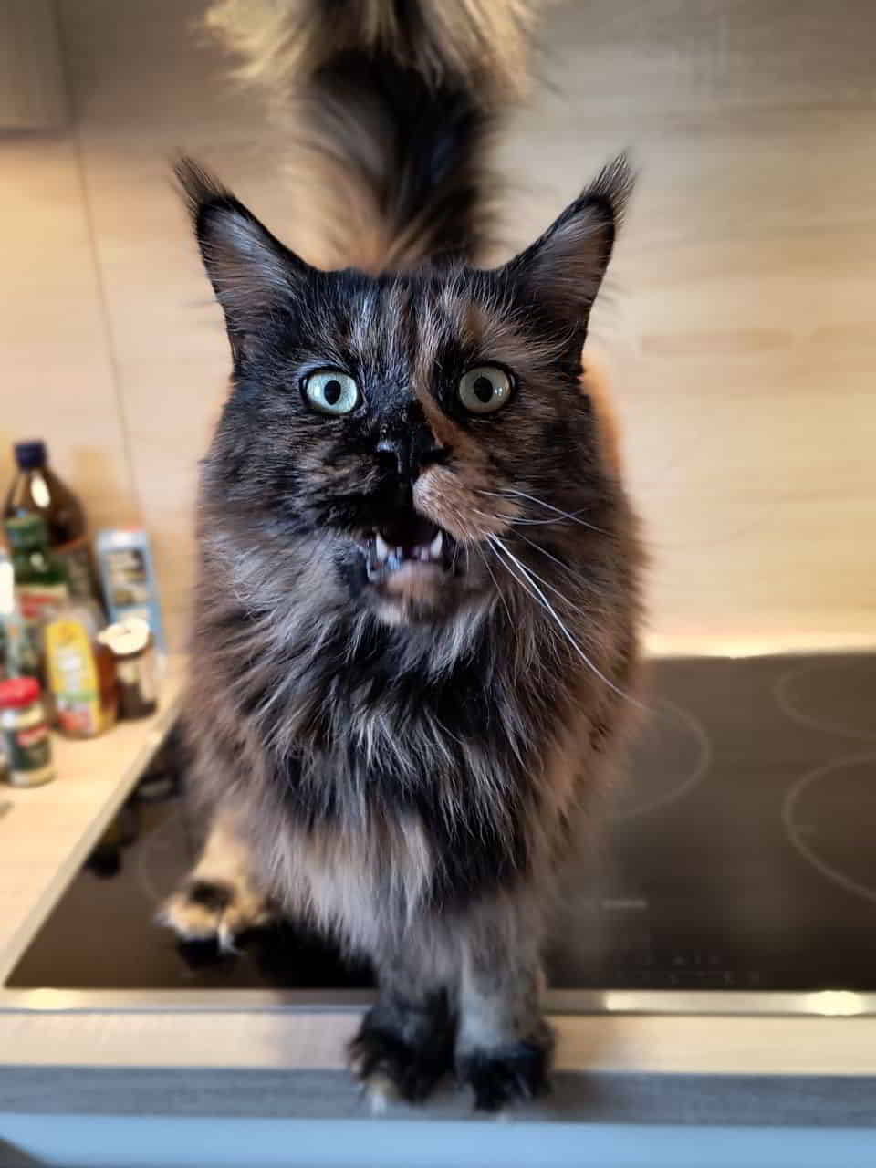 Jutta hat wieder viel zu erzählen….. Jutta hat wieder viel zu erzählen.....