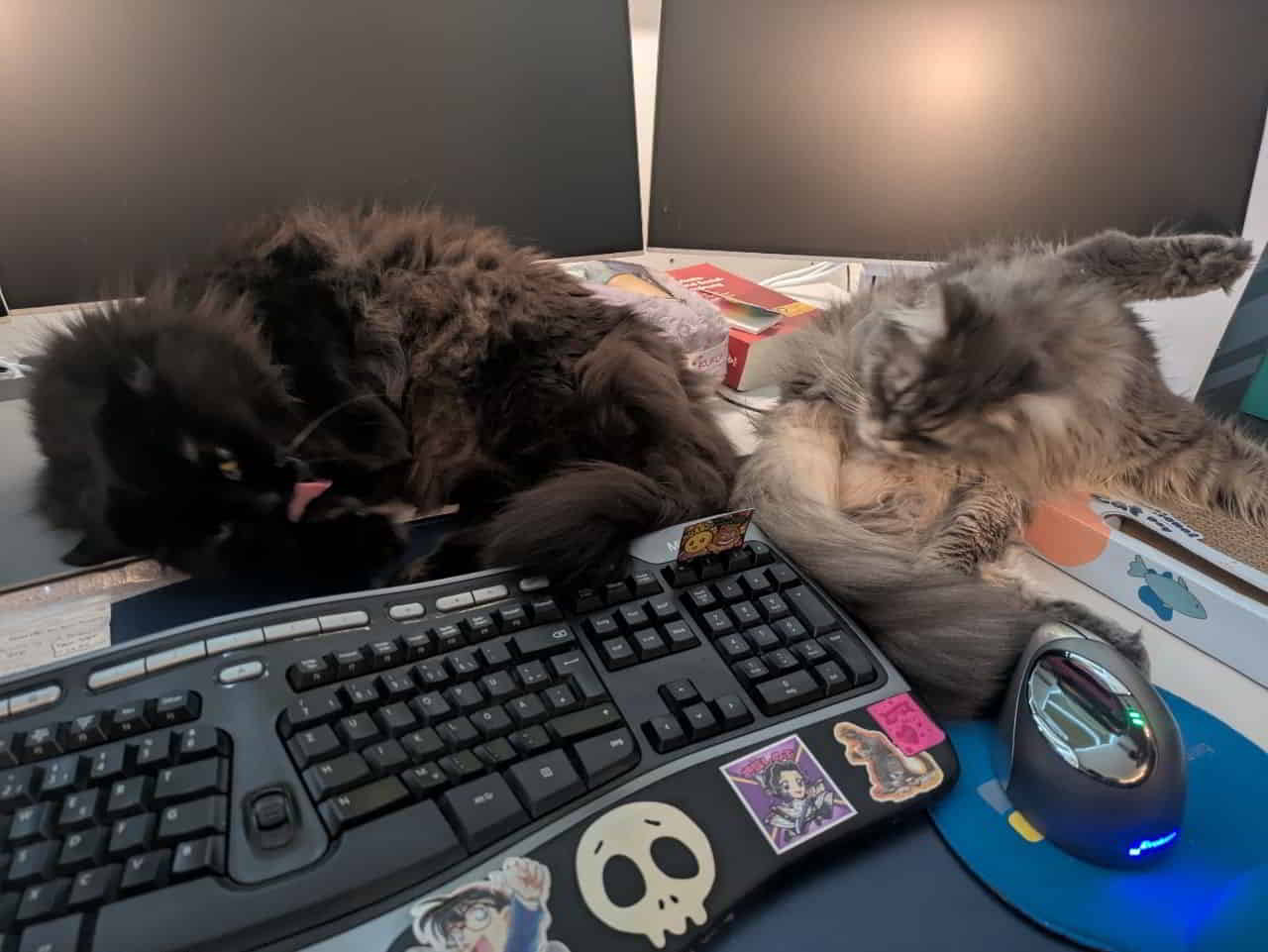 Kuro (Pummelfluff aka EvilBommel oder Dusselfussel) und Lexy (OhneZahn aka Prinzessin aus Sachsen) Kuro (Pummelfluff aka EvilBommel oder Dusselfussel) und Lexy (OhneZahn aka Prinzessin aus Sachsen)