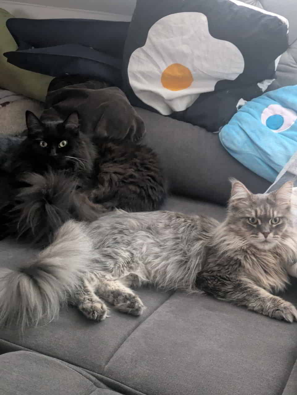 Kuro und Lexy Kuro und Lexy