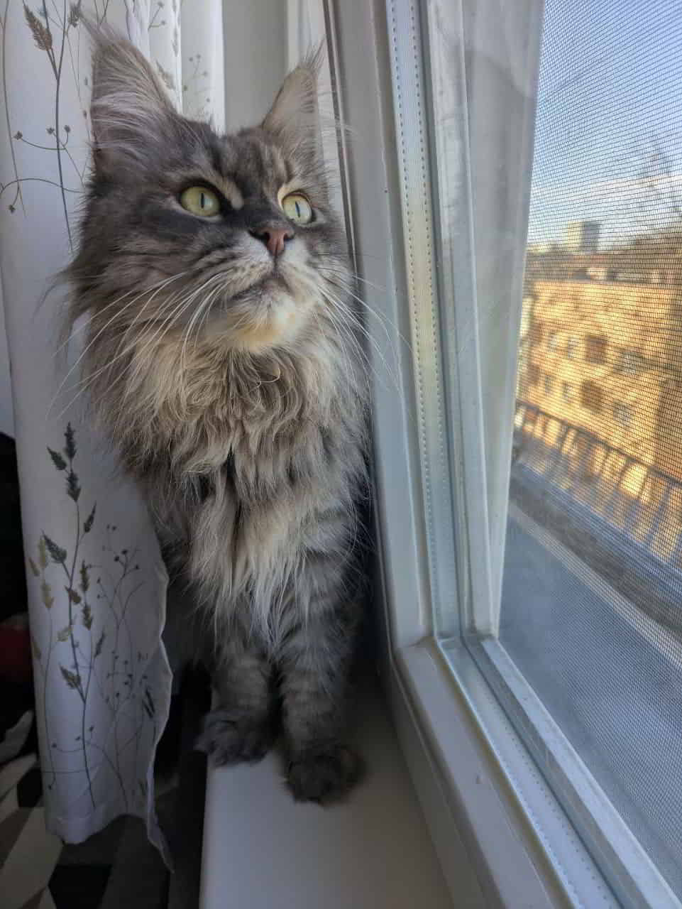 Lexy hat von der Tomatensoße Lexy hat von der Tomatensoße