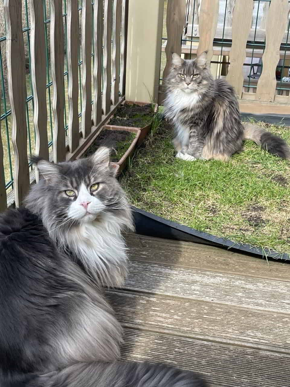 Mäxchen schnuppert am Frühling und Xira ist auch dabei … Mäxchen schnuppert am Frühling und Xira ist auch dabei …