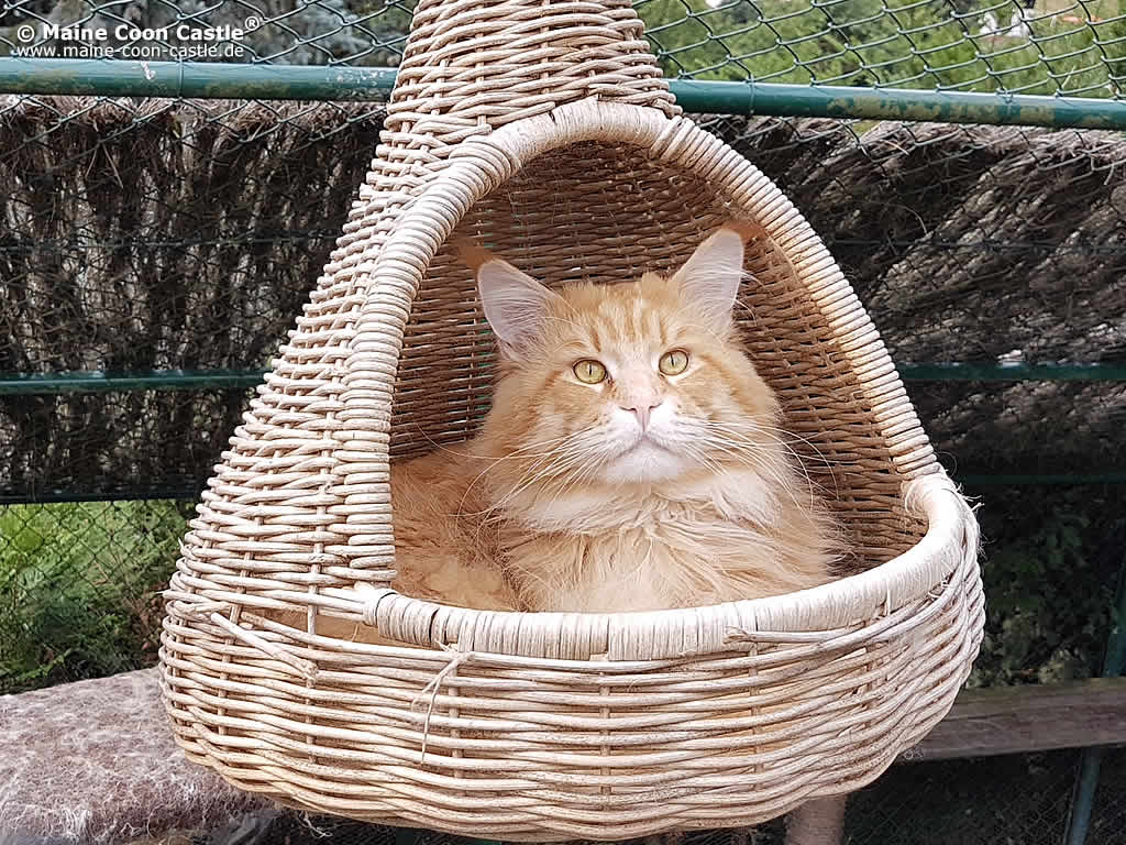 Maine Coon Kater Andy 2 Jahre und 8 Monate alt Maine Coon Kater Andy 2 Jahre und 8 Monate alt