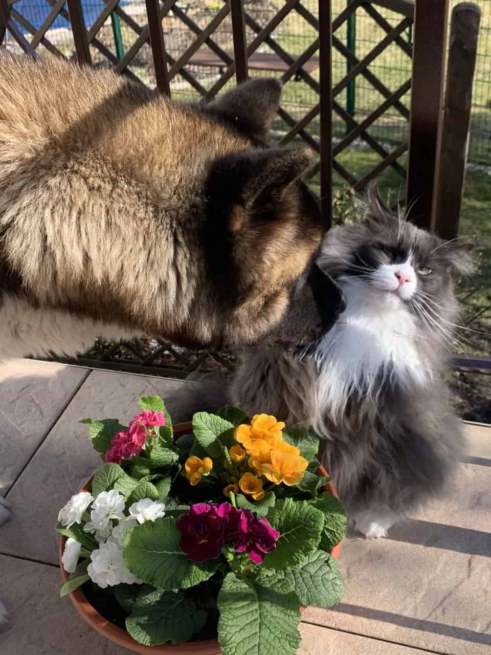 Mensch Kuma, nimm deine Sabberschnute weg Mensch Kuma, nimm deine Sabberschnute weg