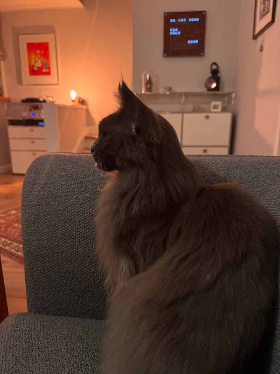 Mischa of MCC Mischa of MCC