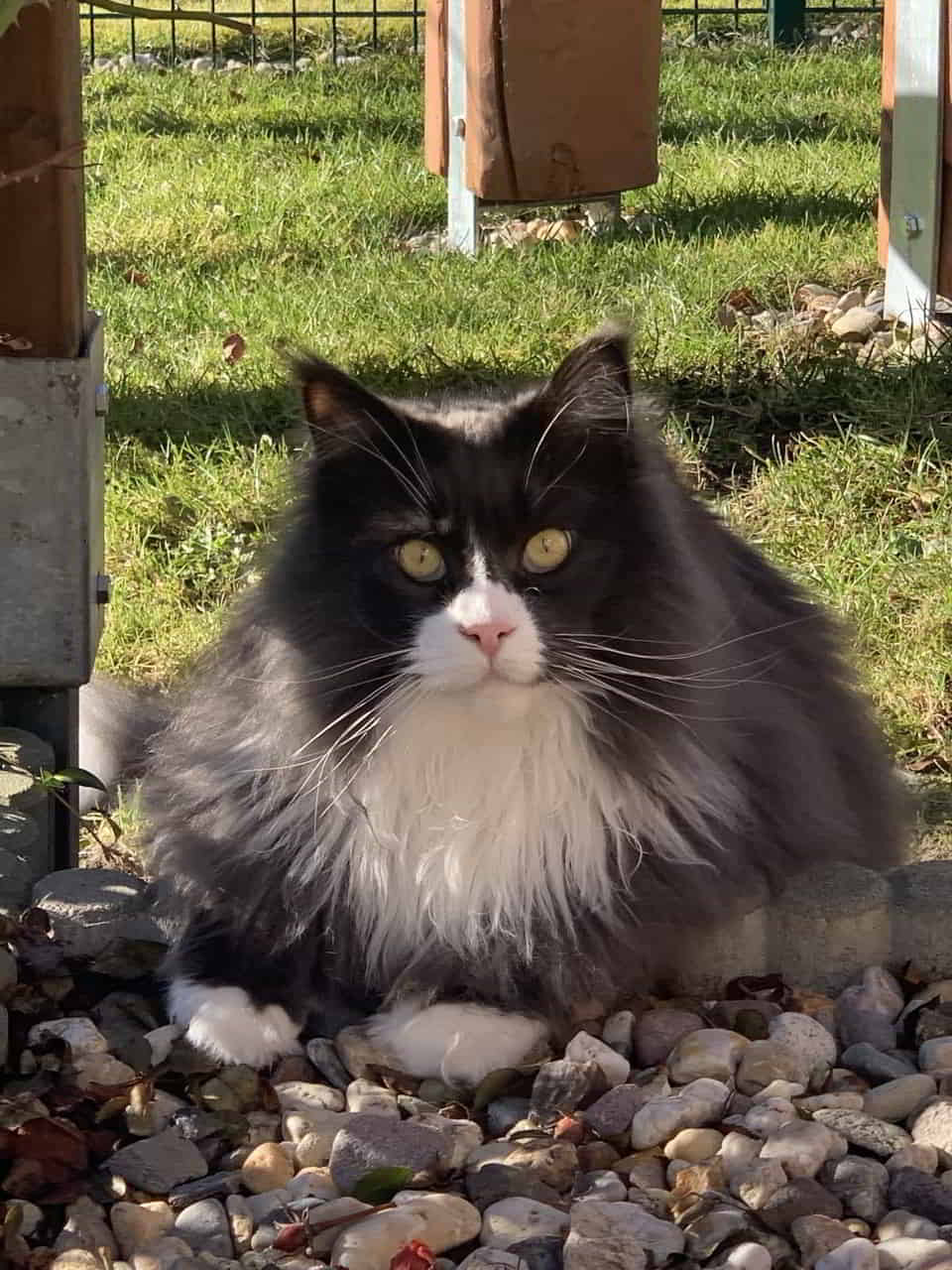 Molly of MCC Molly of MCC