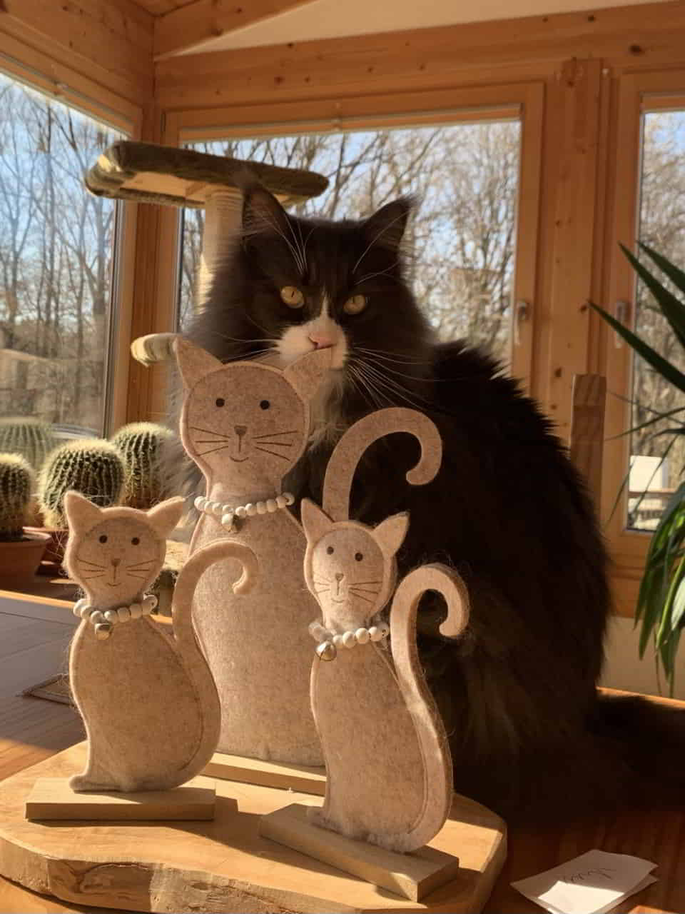 Na, welche Katze ist echt Na, welche Katze ist echt