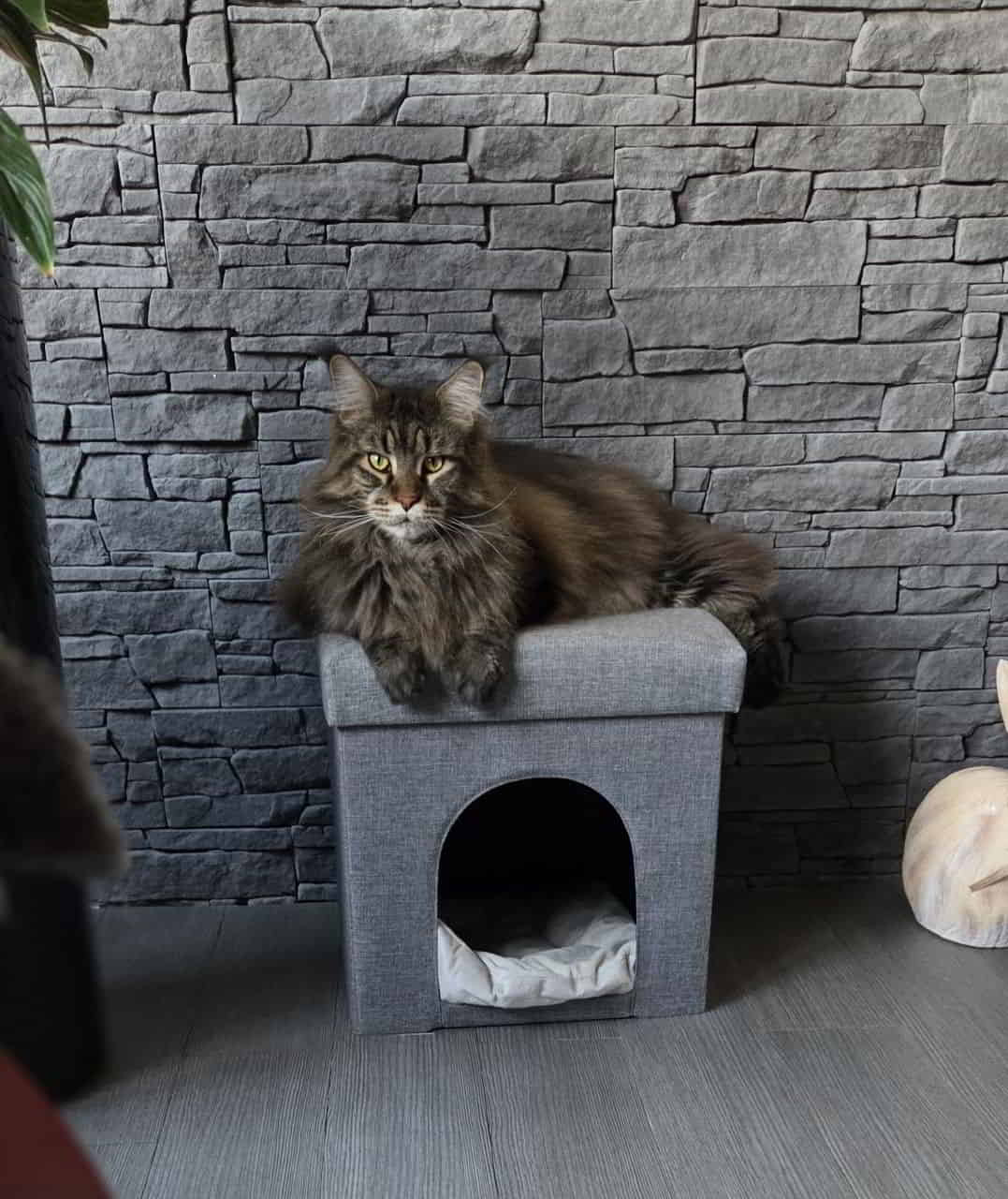 Peppo of Maine Coon Castle Peppo of Maine Coon Castle