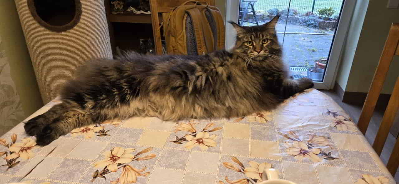 Peppo wartet auf dasFrühstück Peppo wartet auf dasFrühstück