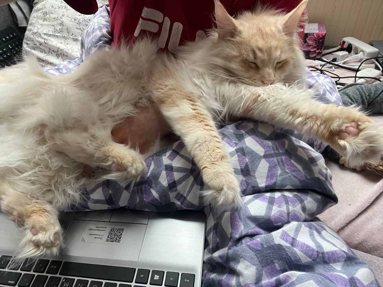 Prinz Kuschelbär Toni ♥️ Prinz Kuschelbär Toni ♥️